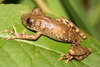Yellowbelly Snouted Tree Frog - Photo (c) 2012 Diogo B. Provete, some rights reserved (CC BY-NC)