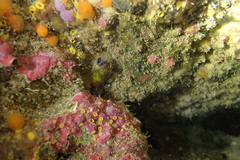 Asterocarpa coerulea