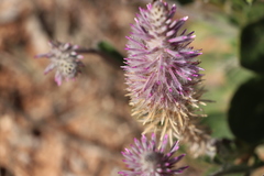 Ptilotus exaltatus