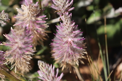 Ptilotus exaltatus