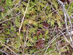 Homalothecium megaptilum