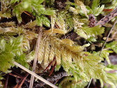 Homalothecium megaptilum