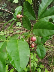 Dysoxylum arborescens
