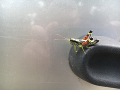 Dendrotettix quercus