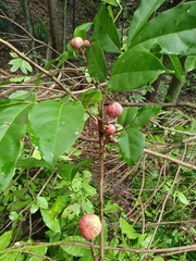 Dysoxylum arborescens