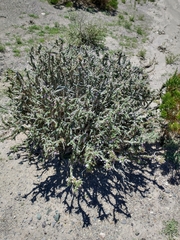 Junellia seriphioides