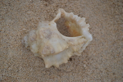 Muricoidea