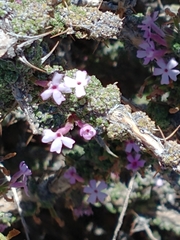 Junellia seriphioides