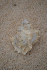 Muricoidea