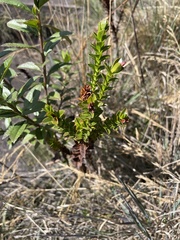 Vaccinium floribundum