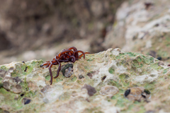 Nemalion elminthoides
