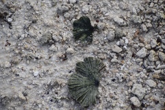 Udotea flabellum