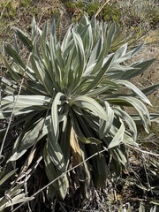 Espeletia grandiflora