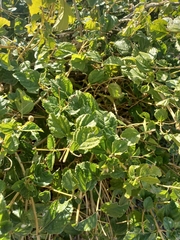 Acalypha californica