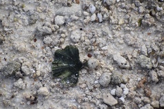 Udotea flabellum