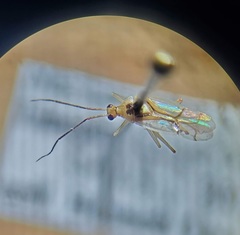 Hyaliodes