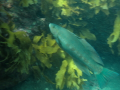 Odax pullus
