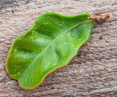 Monarthropalpus flavus