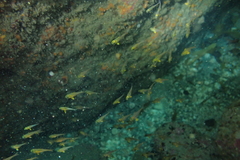 Pempheris adspersa