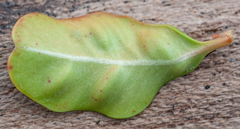 Monarthropalpus flavus