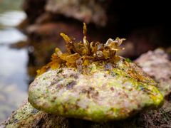 Dictyopteris polypodioides