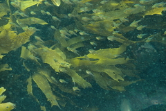 Pempheris adspersa