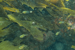 Pempheris adspersa