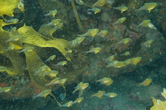 Pempheris adspersa