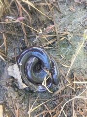 Amphiuma tridactylum