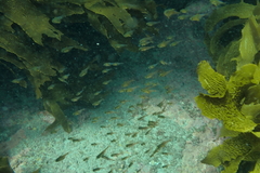 Pempheris adspersa