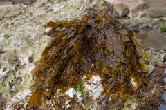 Dictyopteris polypodioides