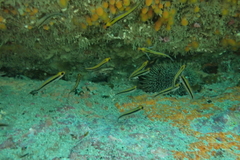 Forsterygion maryannae