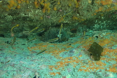 Forsterygion maryannae