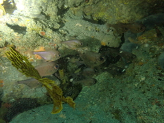 Pempheris adspersa