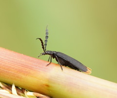 Pseudolycus haemorrhoidalis