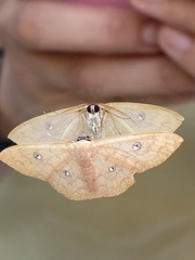 Semaeopus illimitata