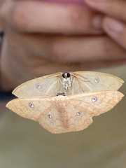 Semaeopus illimitata