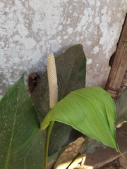 Spathiphyllum wallisii