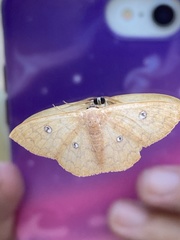 Semaeopus illimitata