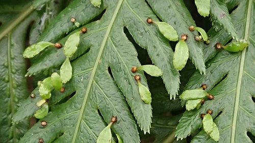 Woodwardia orientalis × Woodwardia prolifera iNat (3)