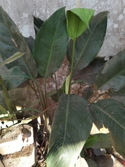 Spathiphyllum wallisii