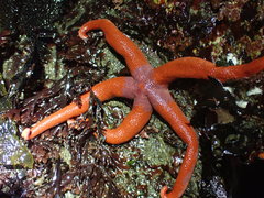 Henricia leviuscula