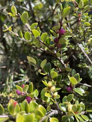 Vaccinium floribundum
