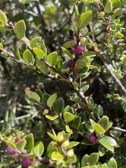 Vaccinium floribundum