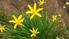 Zephyranthes fluvialis