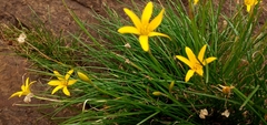 Zephyranthes fluvialis
