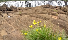 Zephyranthes fluvialis