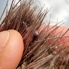 Dermacentor albipictus