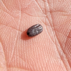 Dermacentor albipictus