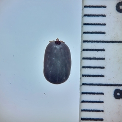 Dermacentor albipictus